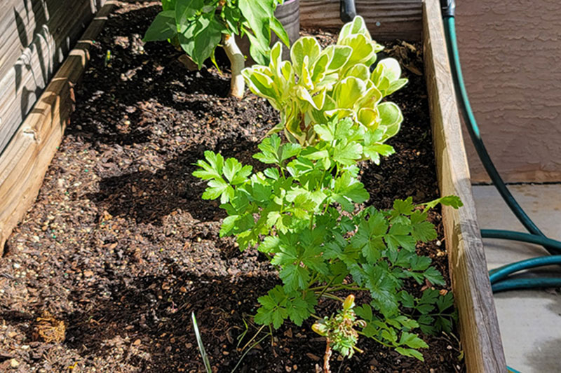 Garden box growing herbs at Superior Residences of Lecanto